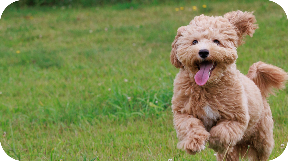 いいだ動物病院
